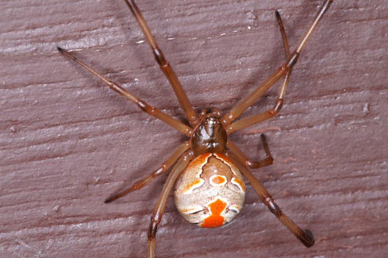 Latrodectus_hasselti_D3412_Z_88_E. of Nuendah homestead_Australie.jpg